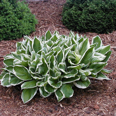 Hosta 'Albo Marginata'