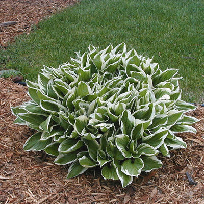 Hosta 'Albo Marginata'