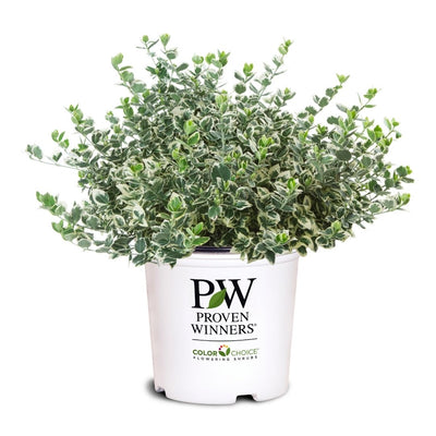 Euonymus 'White Album' (PW)