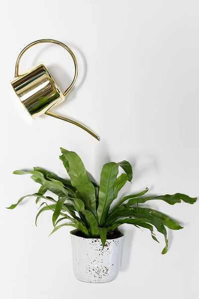 Henri Watering Can 15"x 5.5"