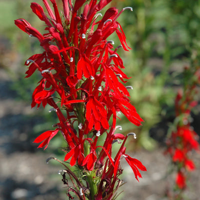 Lobelia Cardinalis (red)*