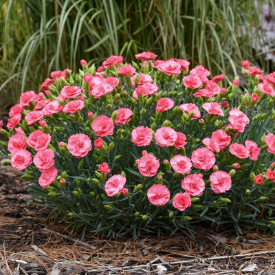 Dianthus 'Classic Coral' (PW)