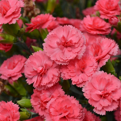Dianthus 'Classic Coral' (PW)