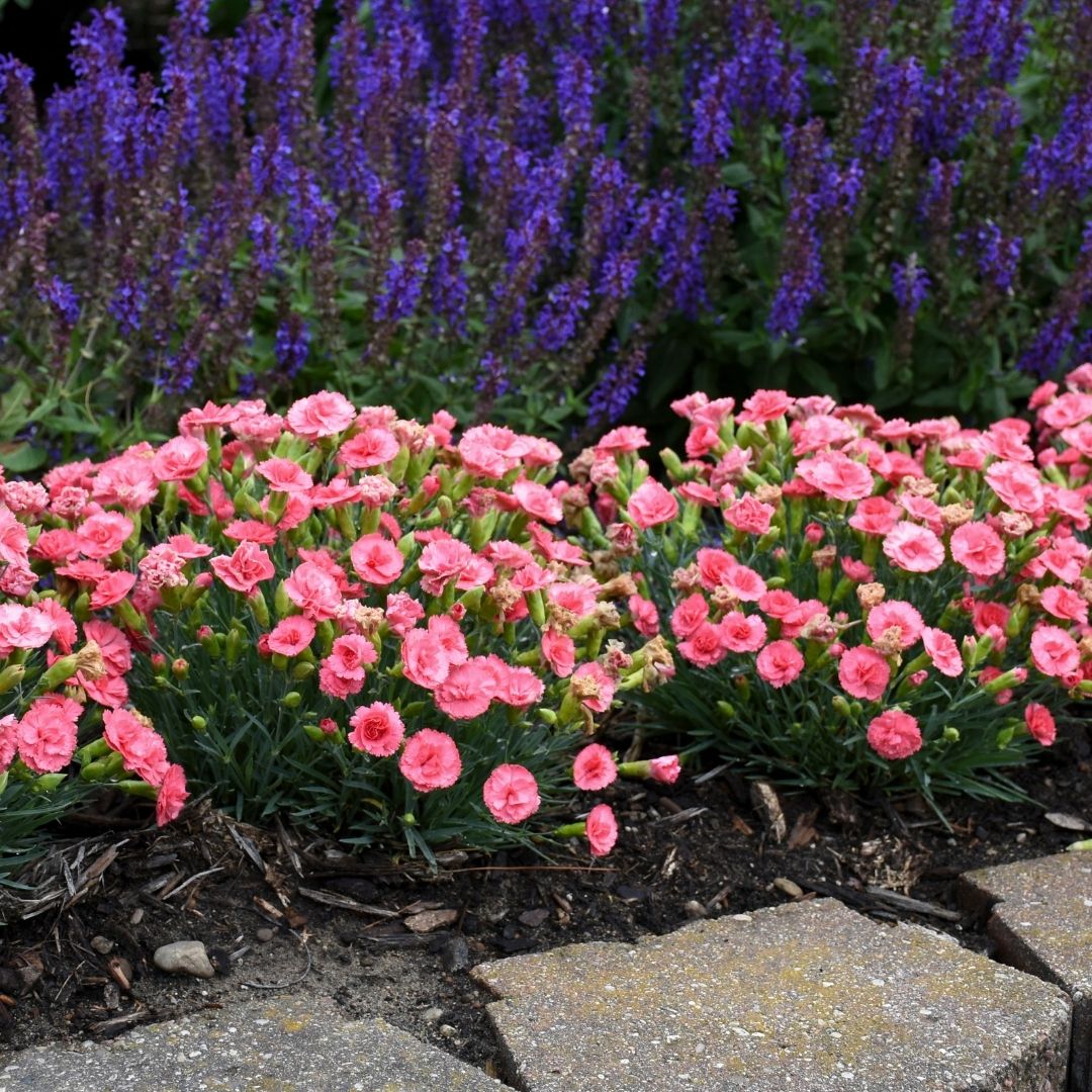 Dianthus 'Classic Coral' (PW)