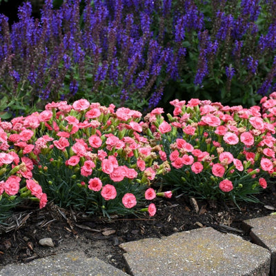 Dianthus 'Classic Coral' (PW)