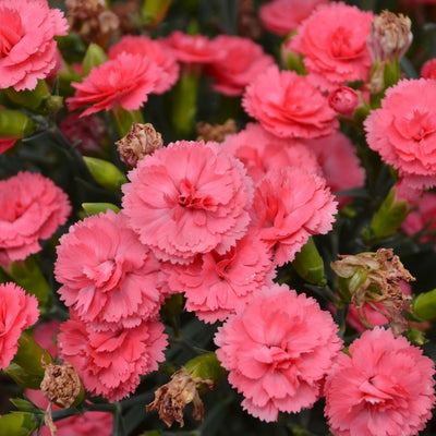 Dianthus 'Classic Coral' (PW)