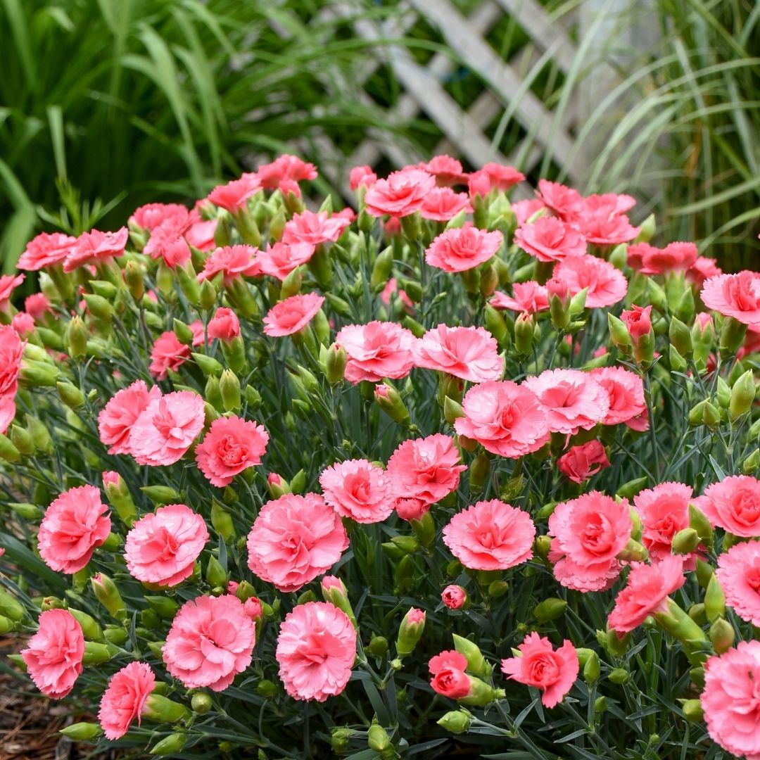 Dianthus 'Classic Coral' (PW)