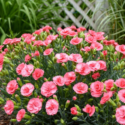 Dianthus 'Classic Coral' (PW)