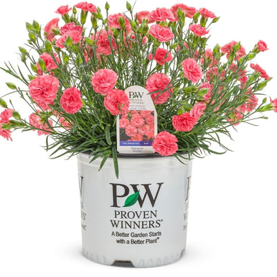 Dianthus 'Classic Coral' (PW)