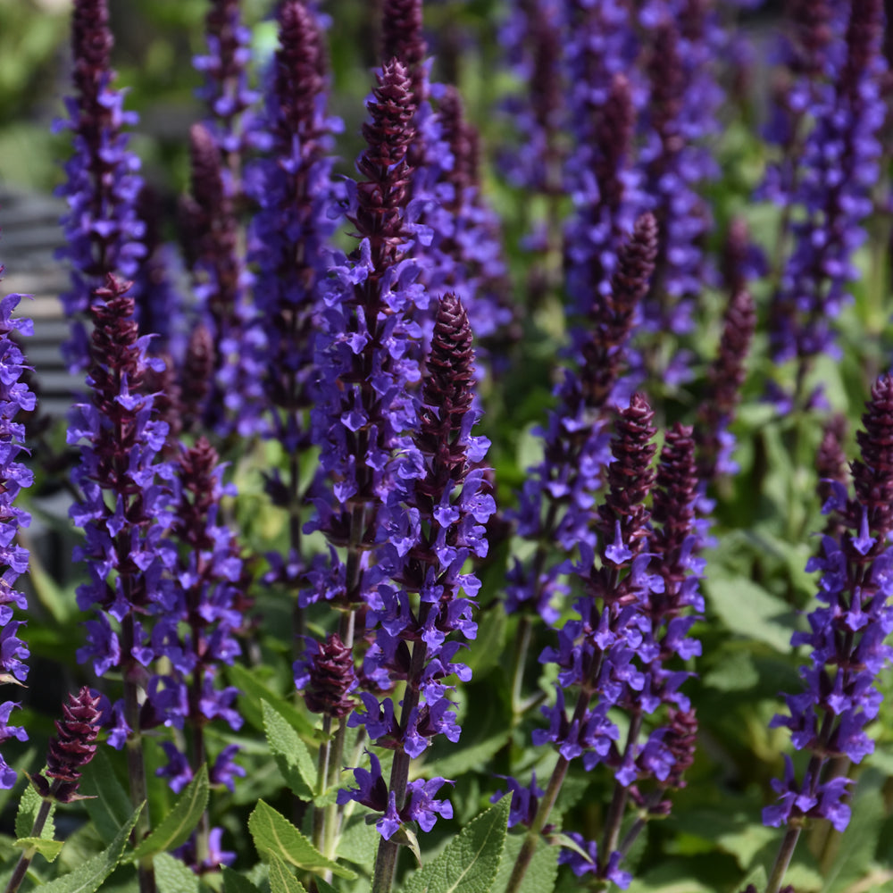Salvia 'Violet Profusion' (PW)