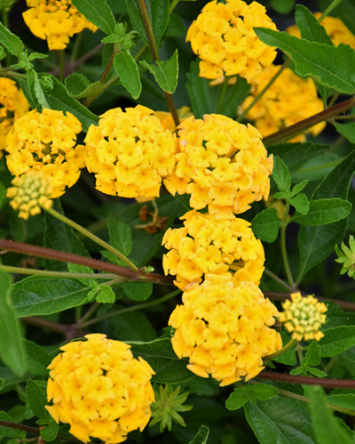 Landscape Bandana Gold Imp., Lantana #9