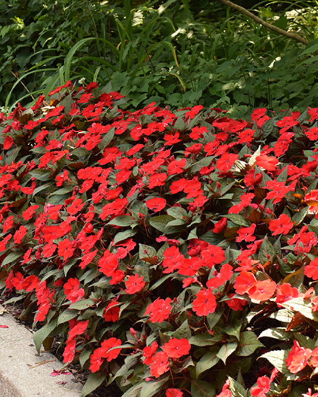 Compact Deep Red, Sunpatiens #9