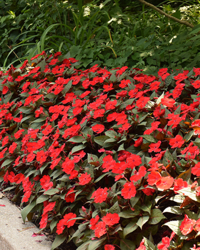 Compact Deep Red, Sunpatiens #9