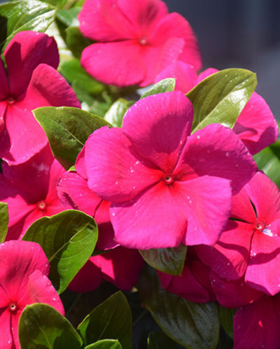 Cora XDR Hotgenta, Vinca #9