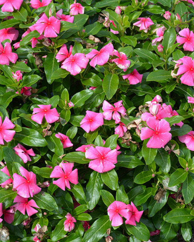 Cora XDR Deep Strawberry, Vinca #9