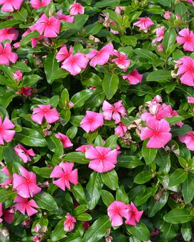 Cora XDR Deep Strawberry, Vinca #9