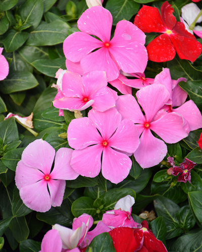 Cora XDR Light Pink, Vinca #9