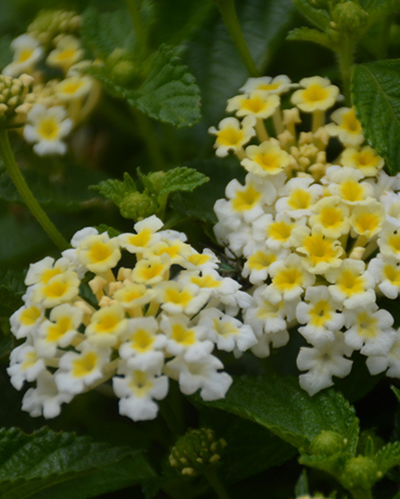 Bandana White, Lantana #9