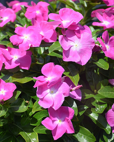 Cora XDR Orchid, Vinca #9