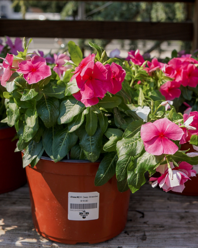 Cora XDR Deep Strawberry, Vinca #9