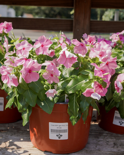 Cora XDR Light Pink, Vinca #9