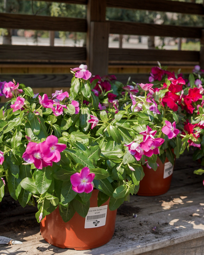 Cora XDR Orchid, Vinca #9