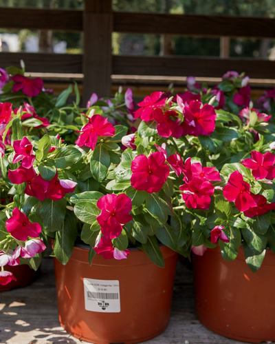 Cora XDR Hotgenta, Vinca #9
