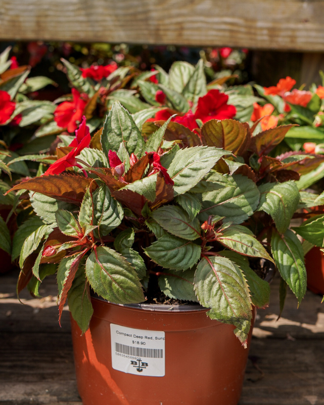 Compact Deep Red, Sunpatiens #9