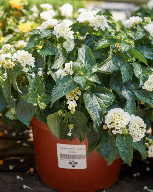 Bandana White, Lantana #9
