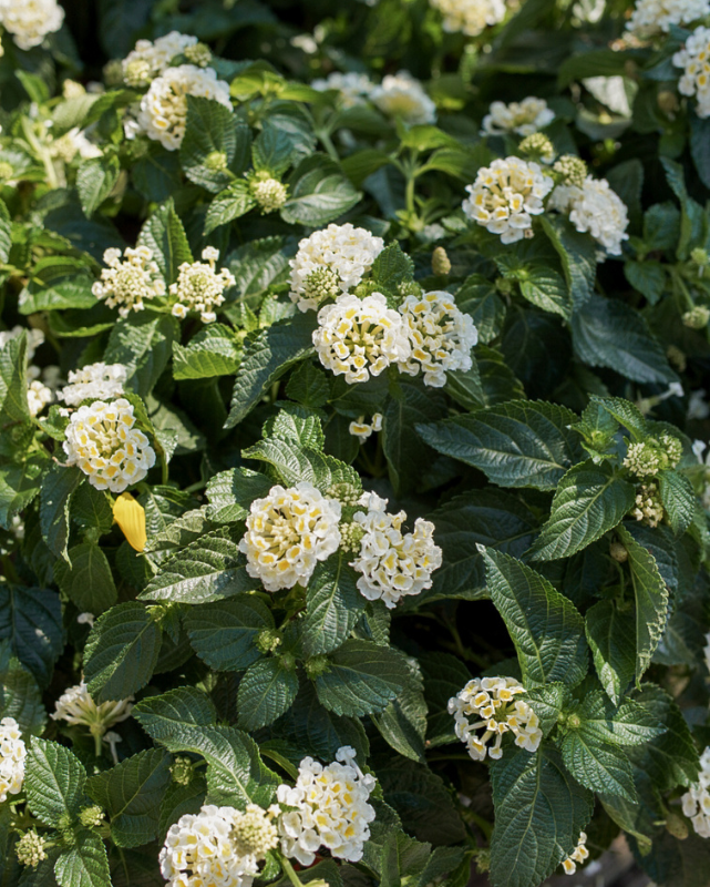 Bandana White, Lantana #9