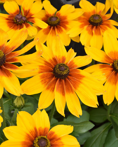 Luna, Sunbeckia #9