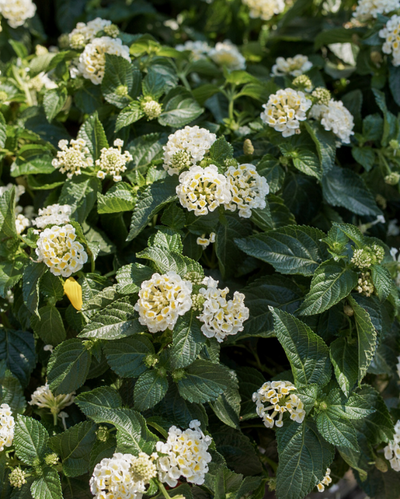 Bandana White, Lantana #9