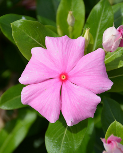 Cora XDR Light Pink, Vinca #9