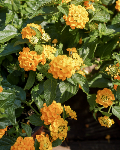 Landscape Bandana Gold Imp., Lantana #9