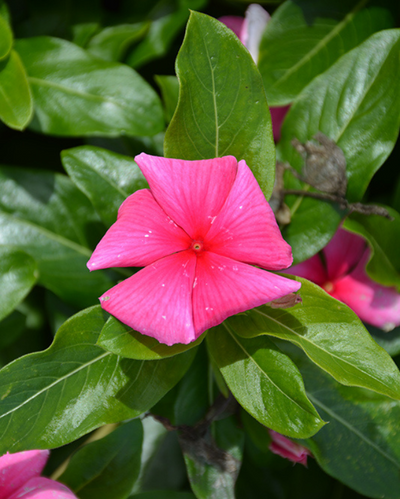 Cora XDR Deep Strawberry, Vinca #9