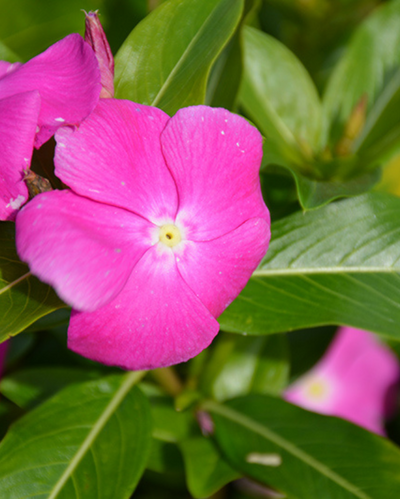 Cora XDR Orchid, Vinca #9