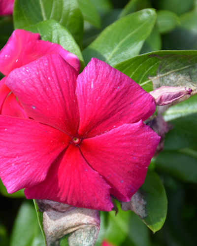 Cora XDR Hotgenta, Vinca #9