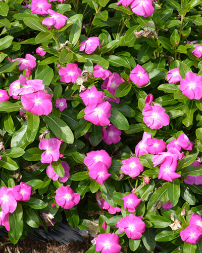 Cora XDR Orchid, Vinca #9