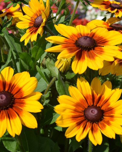 Luna, Sunbeckia #9