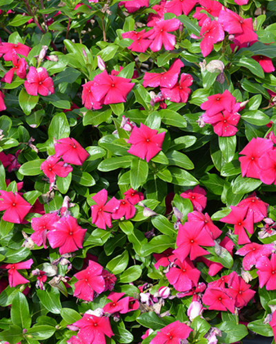 Cora XDR Hotgenta, Vinca #9