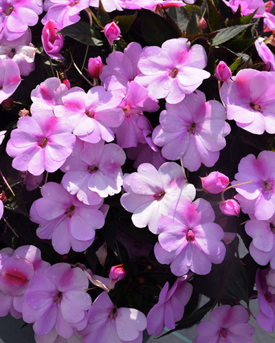Compact Lavender, Sunpatiens #9