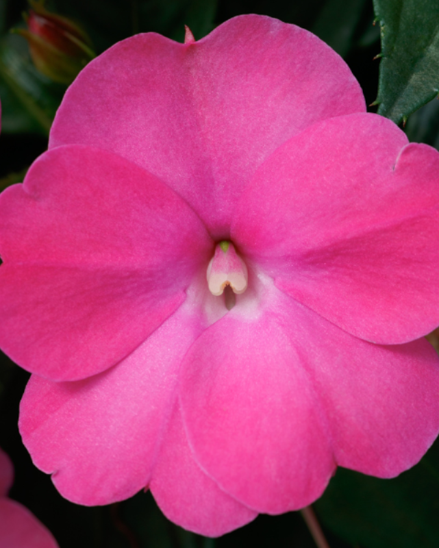 Compact Hot Pink, Sunpatiens #9