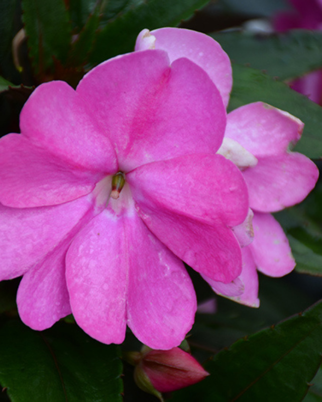 Compact Lilac Imp., Sunpatiens #9