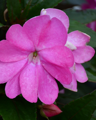 Compact Lilac Imp., Sunpatiens #9