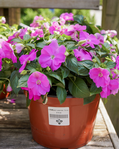 Compact Lavender, Sunpatiens #9
