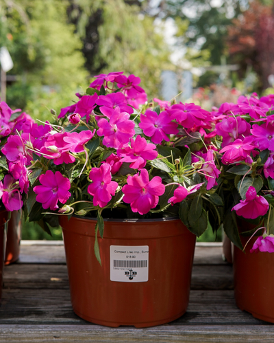 Compact Lilac Imp., Sunpatiens #9