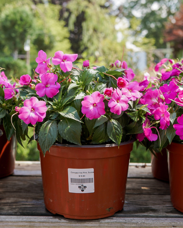 Compact Hot Pink, Sunpatiens #9