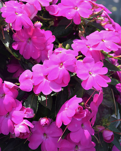 Compact Lilac Imp., Sunpatiens #9