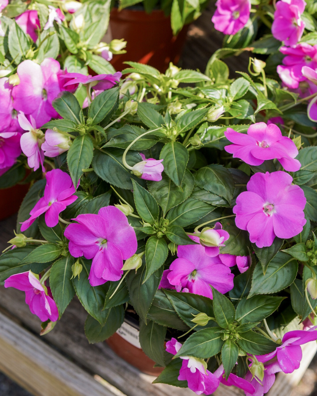 Compact Lavender, Sunpatiens #9