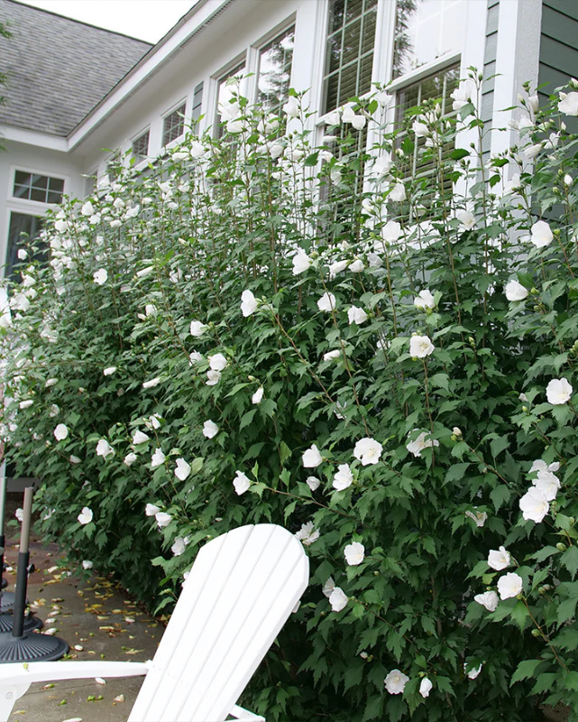 Hibiscus White Pillar® (PW)